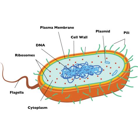 biology basics understanding cells dna and microorganisms1714308000