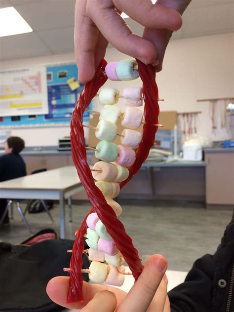 Edible DNA Model