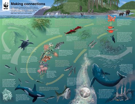 Evolution of Marine Life