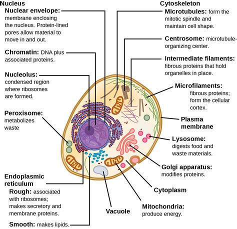 Functions of organelles within cells