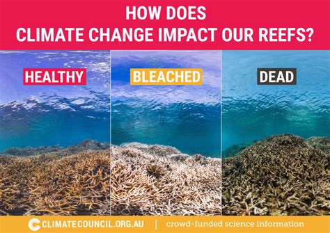 Impact of Climate Change on Marine Life