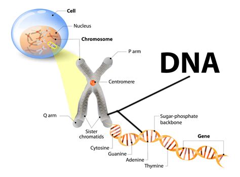 Relationship between DNA and traits