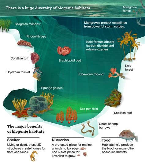 The Diversity of Marine Habitats