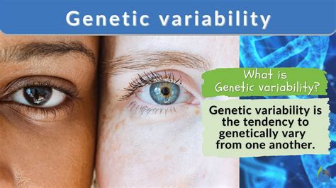 The Impact of Genetic Variation