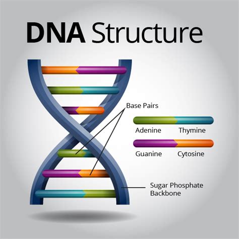 The structure of DNA