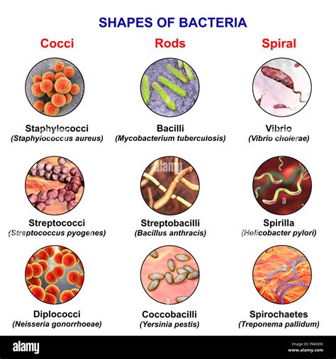 Types of microorganisms