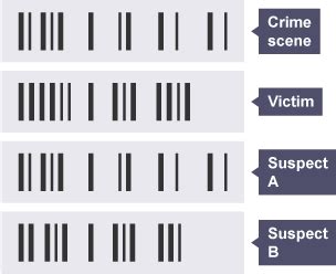 Use of DNA Analysis in Identifying Suspects