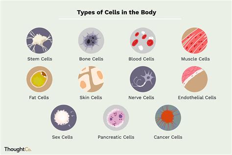 What are cells?