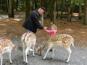 top adirondack animal adventure park attractions1719355420